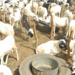 Eid al-Adha: Zakat Agency, Donors Provide 3,000 Animals For Slaughter To Needy In Sokoto