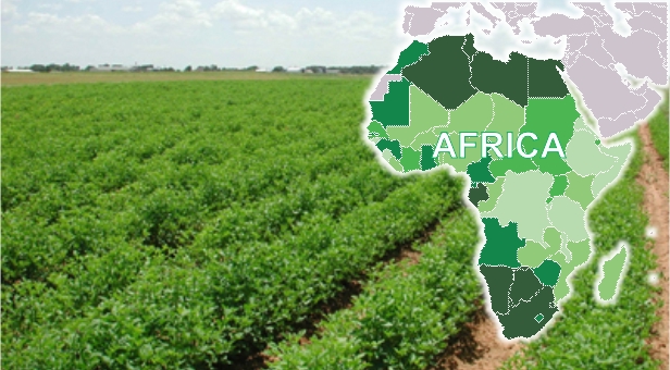 AFRICA AGRICULTURE