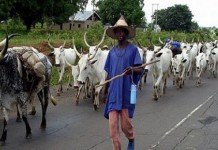 THEWILL Editorial: Bill On Grazing Reserves; Matters Arising