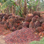 Biofuels From Soy, Palm Oil Worse For Emissions Than Fossil Diesel – NGOs Warn palm oil