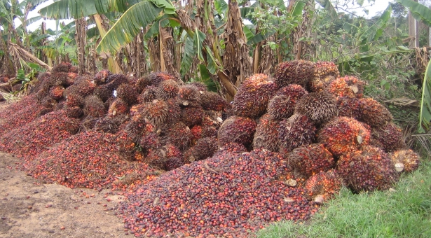 palm oil