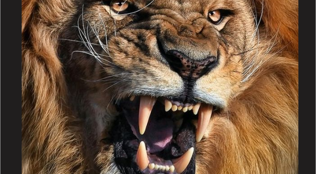 lion