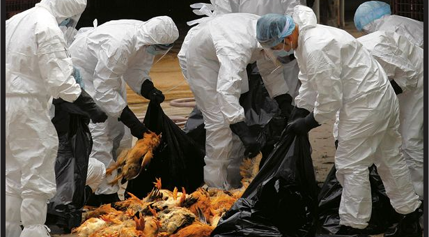 bird flu