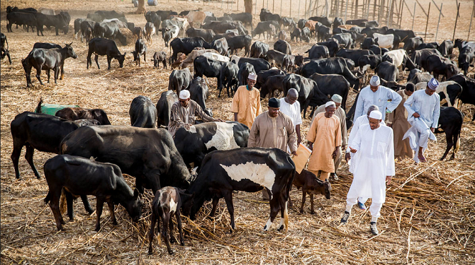 buhari-daura8