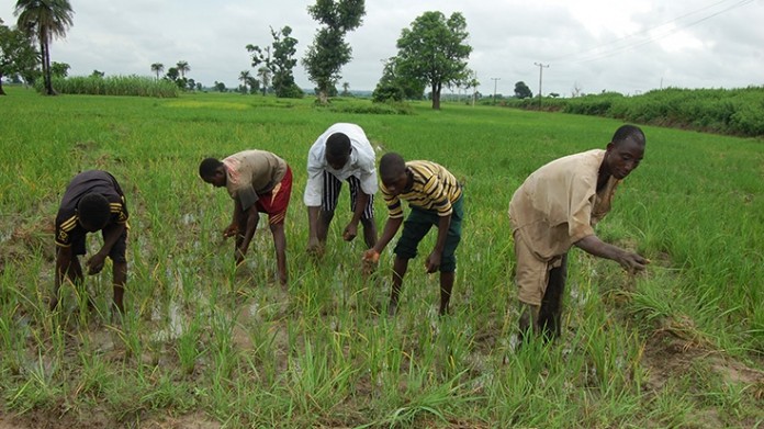 ng-fadama-takes-nigerian-farmers-to-higher-level-735x490 farmer