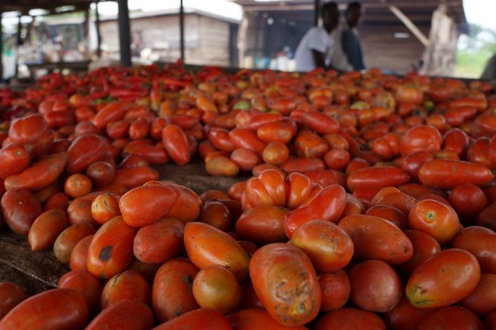 Tomato-Jos