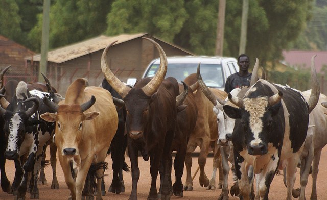fulani herdsmen