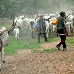 Cattle Routes, Grazing Reserves Panacea To Farmer, Herders Clashes – Yobe Herdsmen