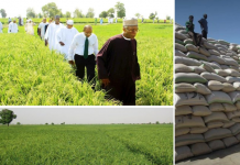 THEWILL Editorial: The CBN’s Anchor Borrowers Programme