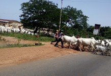 THEWILL Editorial: Seeking Permanent Solution To Southern Kaduna Crisis