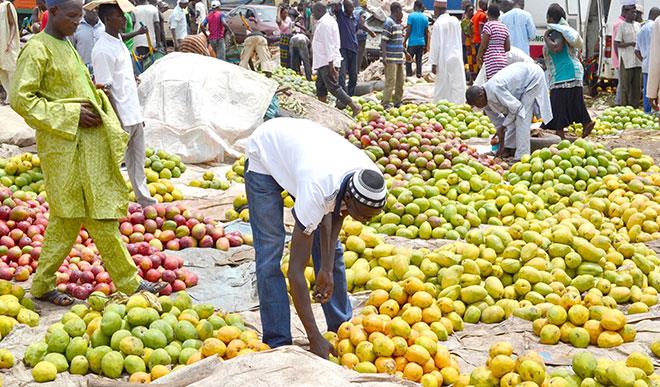 Mangoes-1