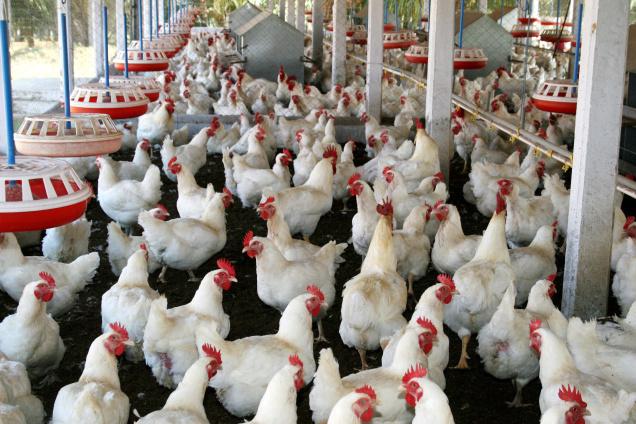 poulty-farm