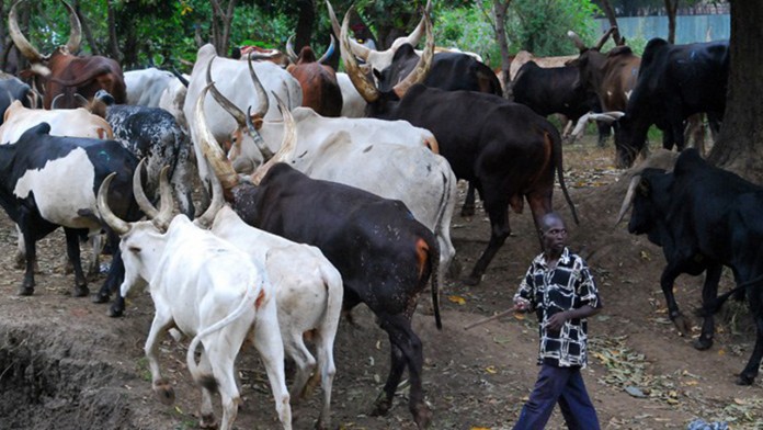 Cattle-Herdsmen