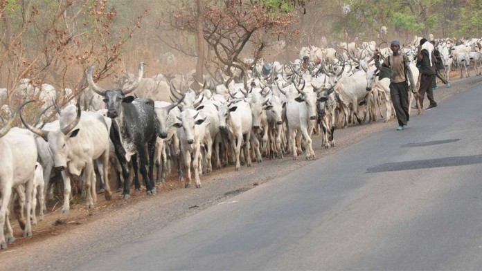 Cows-on-Akure-airport-runway
