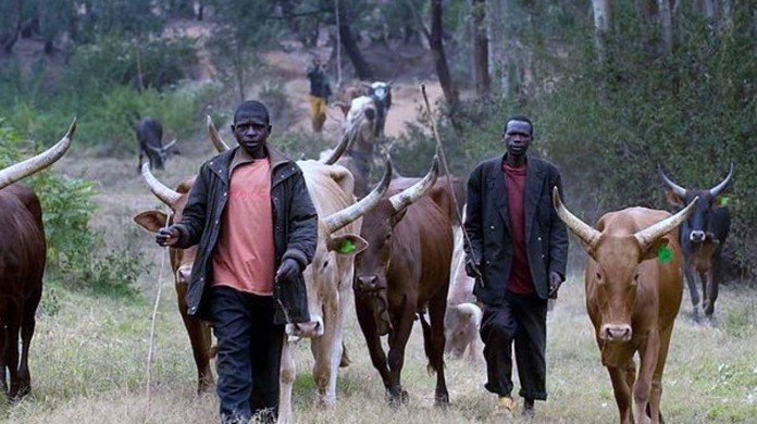 fulani