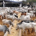 Herders’ Attacks Account For 8,343 Casualties In Nigeria – Group
