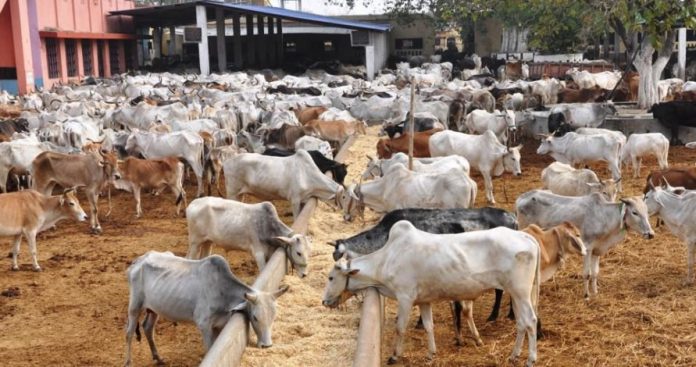 cattle-colony-cows-herders