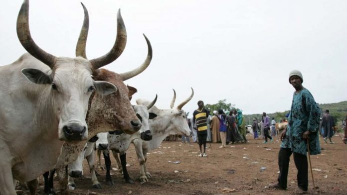 cattle-rustler-cow
