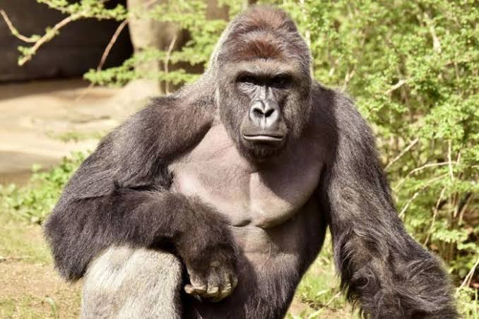 Gorilla-in-Kano-Zoo