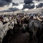 Farmer/Herders Feud: Sokoto Govt Revives Conflict Resolution C’ttee To End Clashes Fulani herdsmen herder