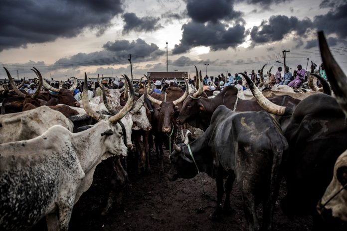 Fulani herdsmen herder