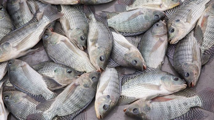 FISHES