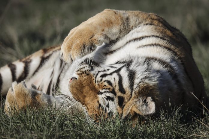 Wild Animal Sanctuary In Colorado Home To Almost 40 Tigers From Wildly Popular Documentary Of Joe Exotic "Tiger King"