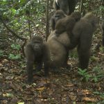 Rare Gorillas In Nigeria Captured On Camera With Babies