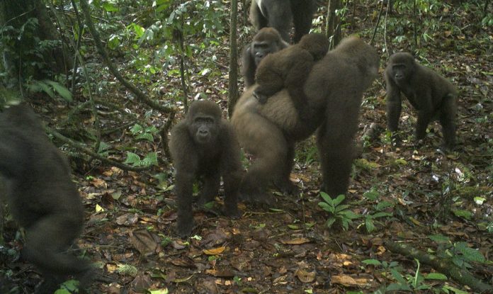Rare Gorillas In Nigeria Captured On Camera With Babies