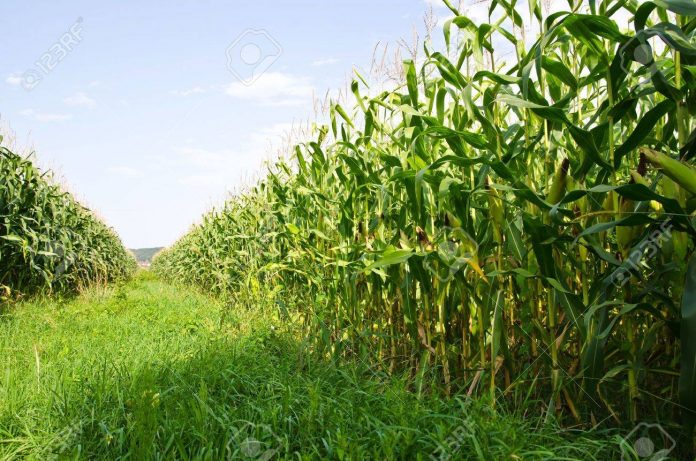 corn-farm
