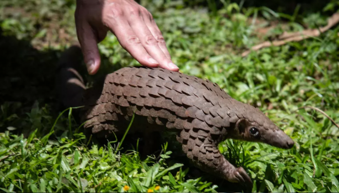 pangolin