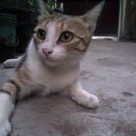 Vengeance ala Cat