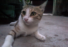 Vengeance ala Cat