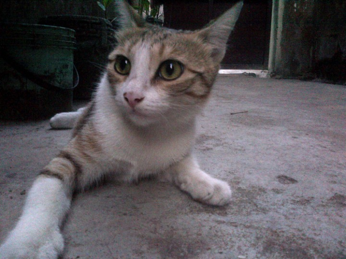 Cat