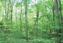 Battling Illegal Logging, Deforestation in Bayelsa