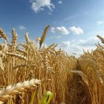 Wheat Farmers Bemoan $6.1bn Annual Import, Laud CBN Restriction On Forex For Importers Wheat