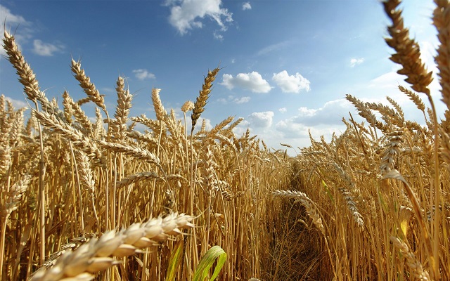 Wheat