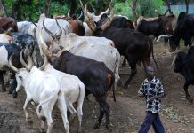THEWILL EDITORIAL: Ambiguous Statements on Open Grazing anti-open grazing laws