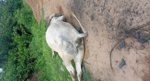 cow - THEWILL NEWS MEDIA