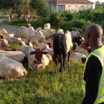 Bayelsa Seizes 34 Cows On Open-Grazing Charges
