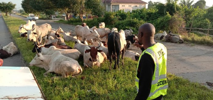 Bayelsa Seizes 34 Cows On Open-Grazing Charges