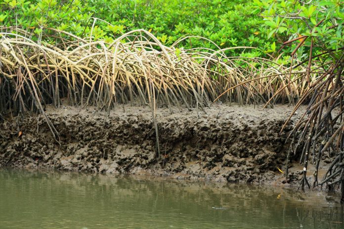 Mangroves. Photo Credit Jerry Chidi