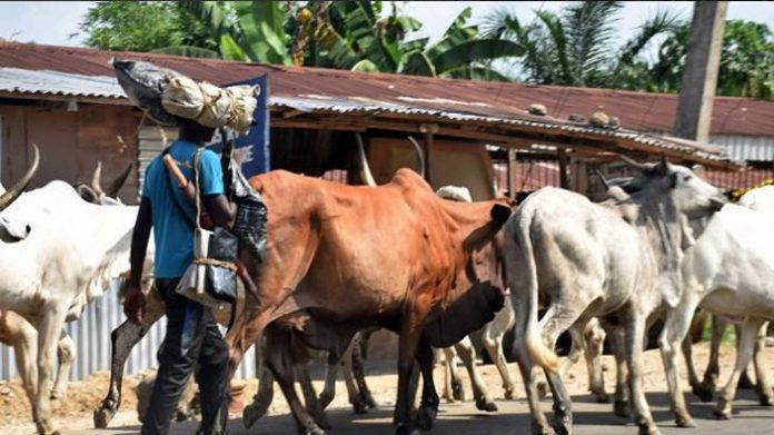 herdsmen- Herders