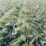 Stakeholders in Search of Peace in Plateau Plateau state