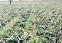 Stakeholders in Search of Peace in Plateau Plateau state