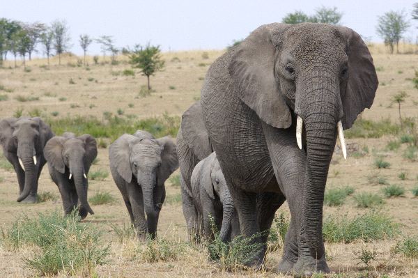 AfricanElephant Elephants