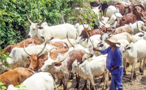Ogun state - THEWILL NEWS MEDIA Ogun state