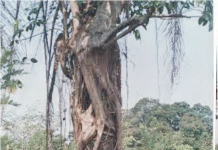 ‘Imokoli’: New ‘Wonder’ Fruit Used In Traditional African Medicine