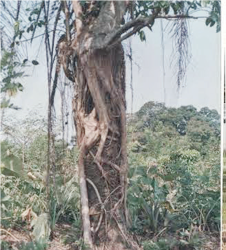 fruit