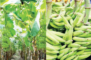 Yam, Cassava, Plantain Processing: Delta is part of Nigeria’s food basket. Investment in this area is worth considering. - THEWILL NEWS MEDIA Yam, Cassava, Plantain Processing: Delta is part of Nigeria’s food basket. Investment in this area is worth considering.
